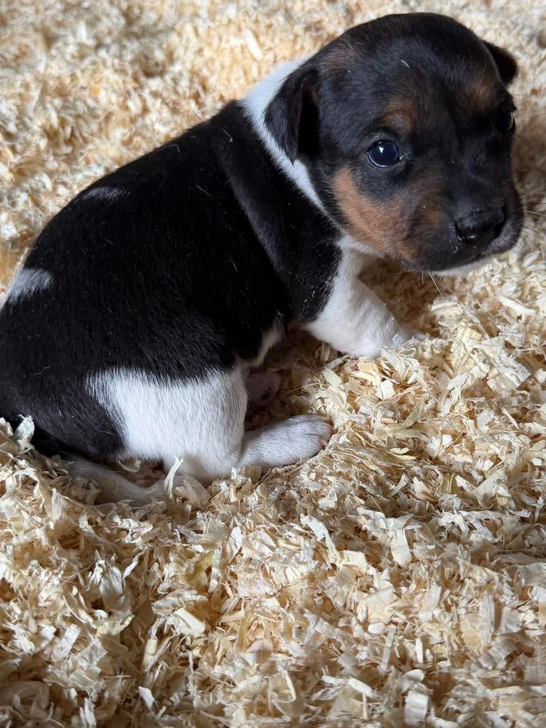 Jack russel, Dieren en Toebehoren, Honden | Jack Russells en Terriërs, België, Particulier, Jack Russell Terriër, 8 tot 15 weken