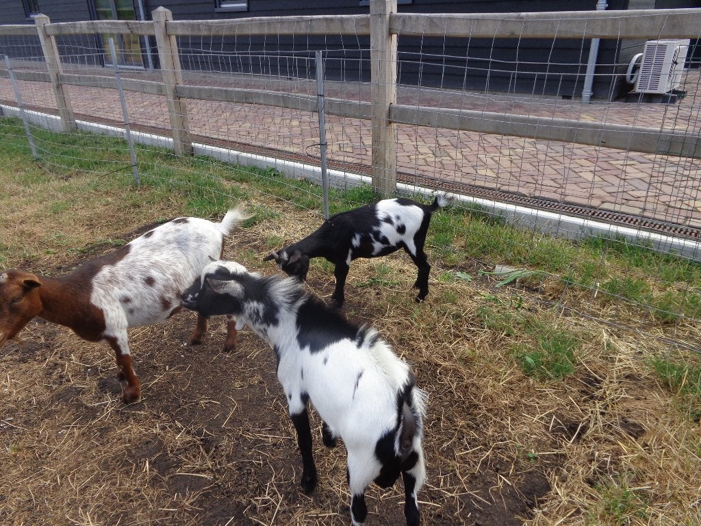 dwerggeiten en bokjes, Meerdere dieren, Geit, 0 tot 2 jaar