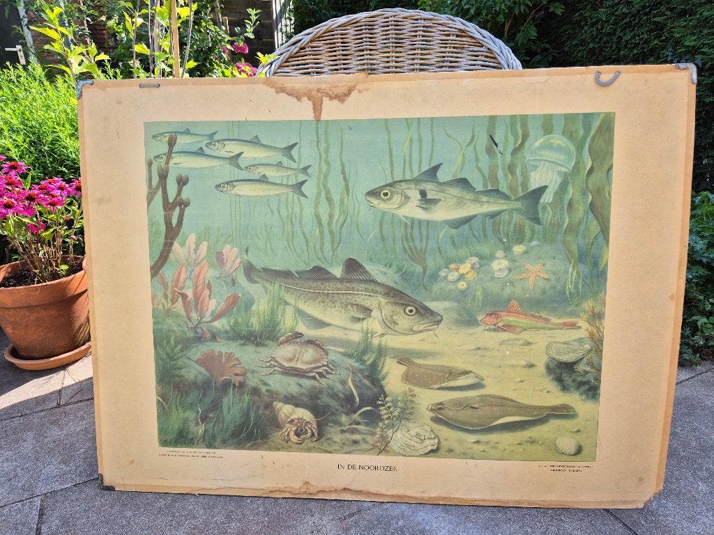 Schoolplaat In de Noordzee, Antiek en Kunst, Antiek | Schoolplaten, Natuur en Biologie, Ophalen of Verzenden