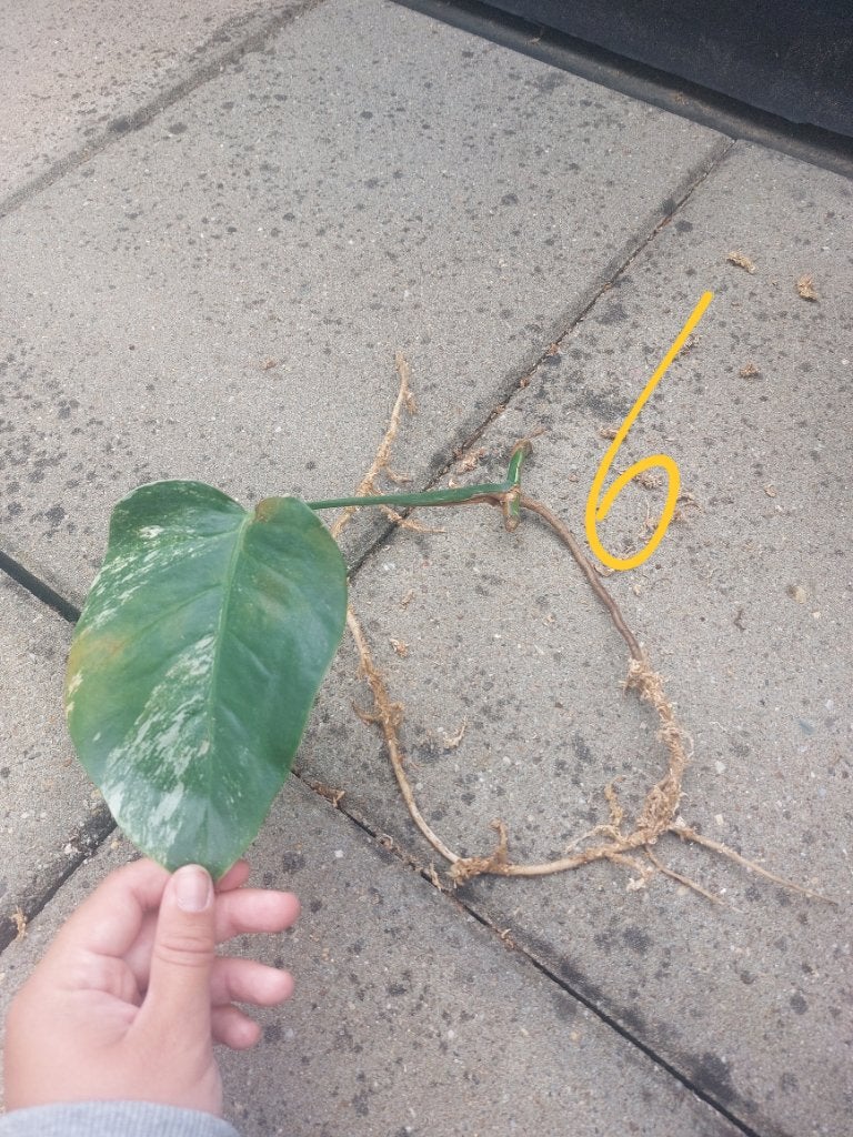 Monstera variegata stek nr6, Huis en Inrichting, Kamerplanten, Overige soorten, Minder dan 100 cm, Groene kamerplant, Halfschaduw