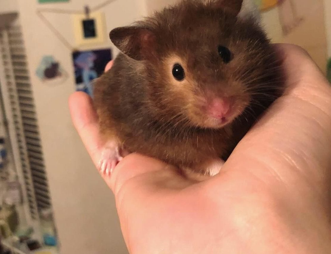 Hamster te koop, Hamster, Mannelijk, Januari, Tam