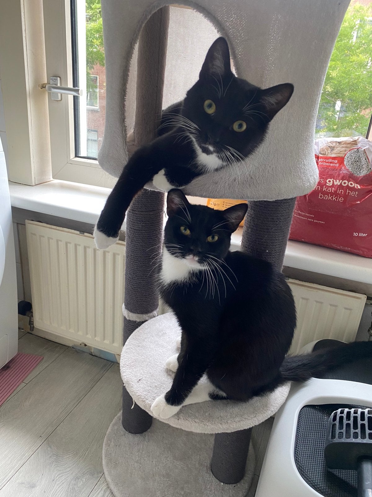 Kat, Kater, Langharig, 3 tot 5 jaar
