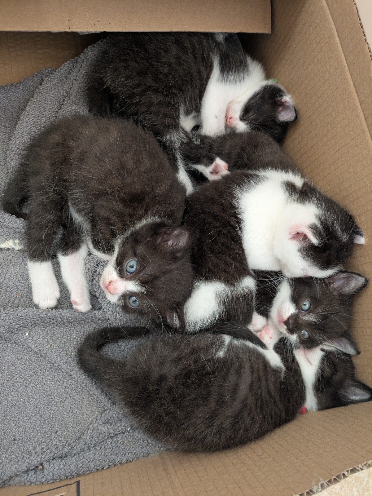 Lieve (half Britse Korthaar) kittens te koop, Meerdere dieren, Ontwormd
