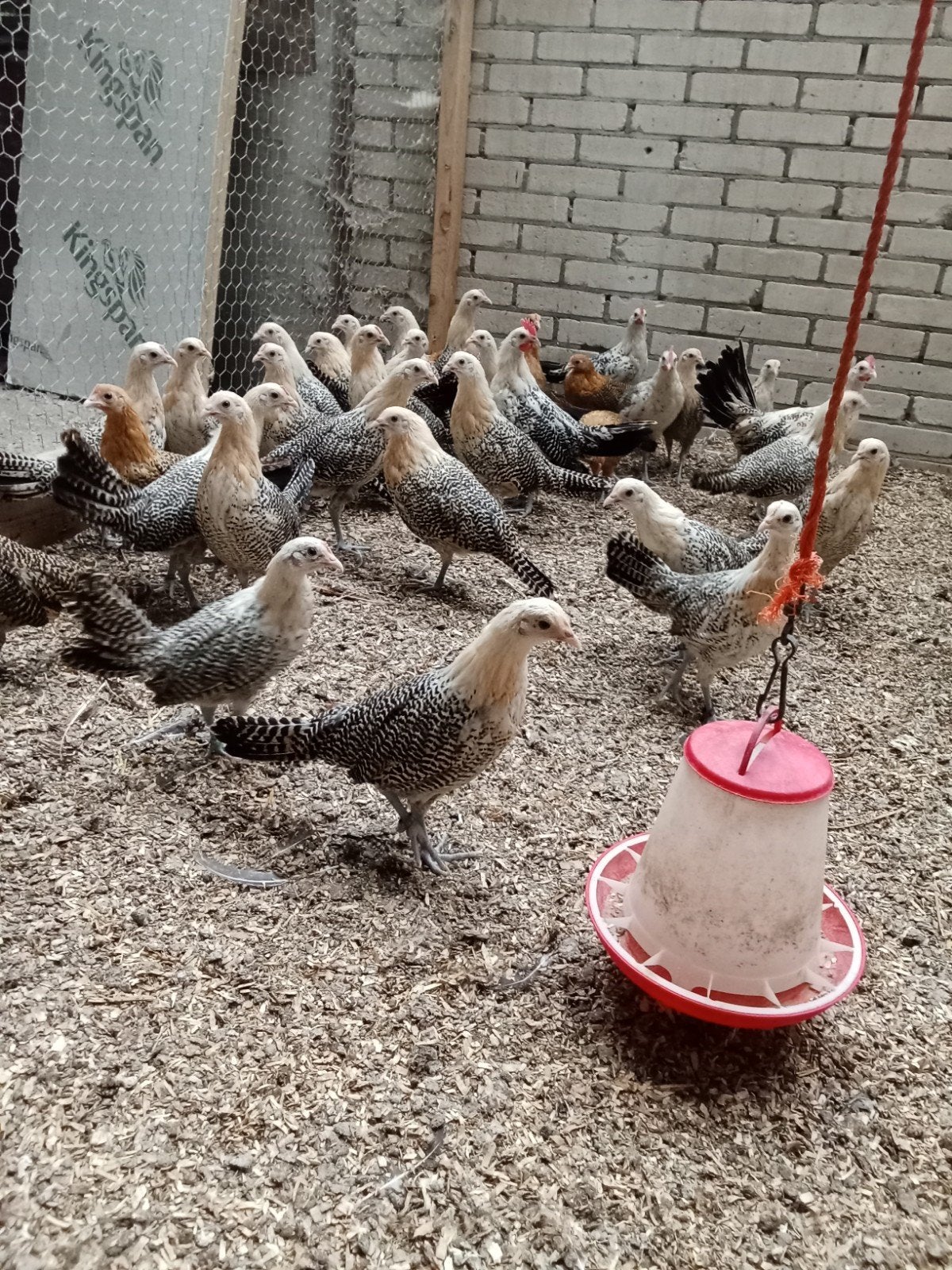 Mooie jonge Friese citroenpel kriel hennetjes., Dieren en Toebehoren, Vrouwelijk, Kip