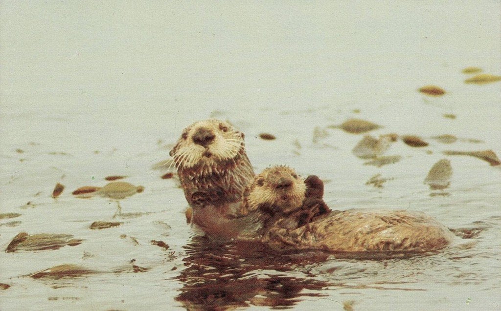 Pacific Coast Sea Otter 461, Ophalen of Verzenden, 1980 tot heden, Ongelopen, Waterdier