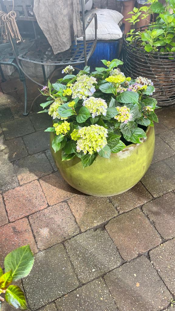 Grote mosgroene aardewerken buitenpot uit Portugal, Ophalen, 40 cm of meer, Rond, Zo goed als nieuw