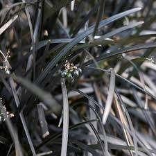 Vaste planten Tuinplanten Ophiopogon , zwart gras, Tuin en Terras, Planten | Tuinplanten, Vaste plant, Halfschaduw, Zomer, Ophalen