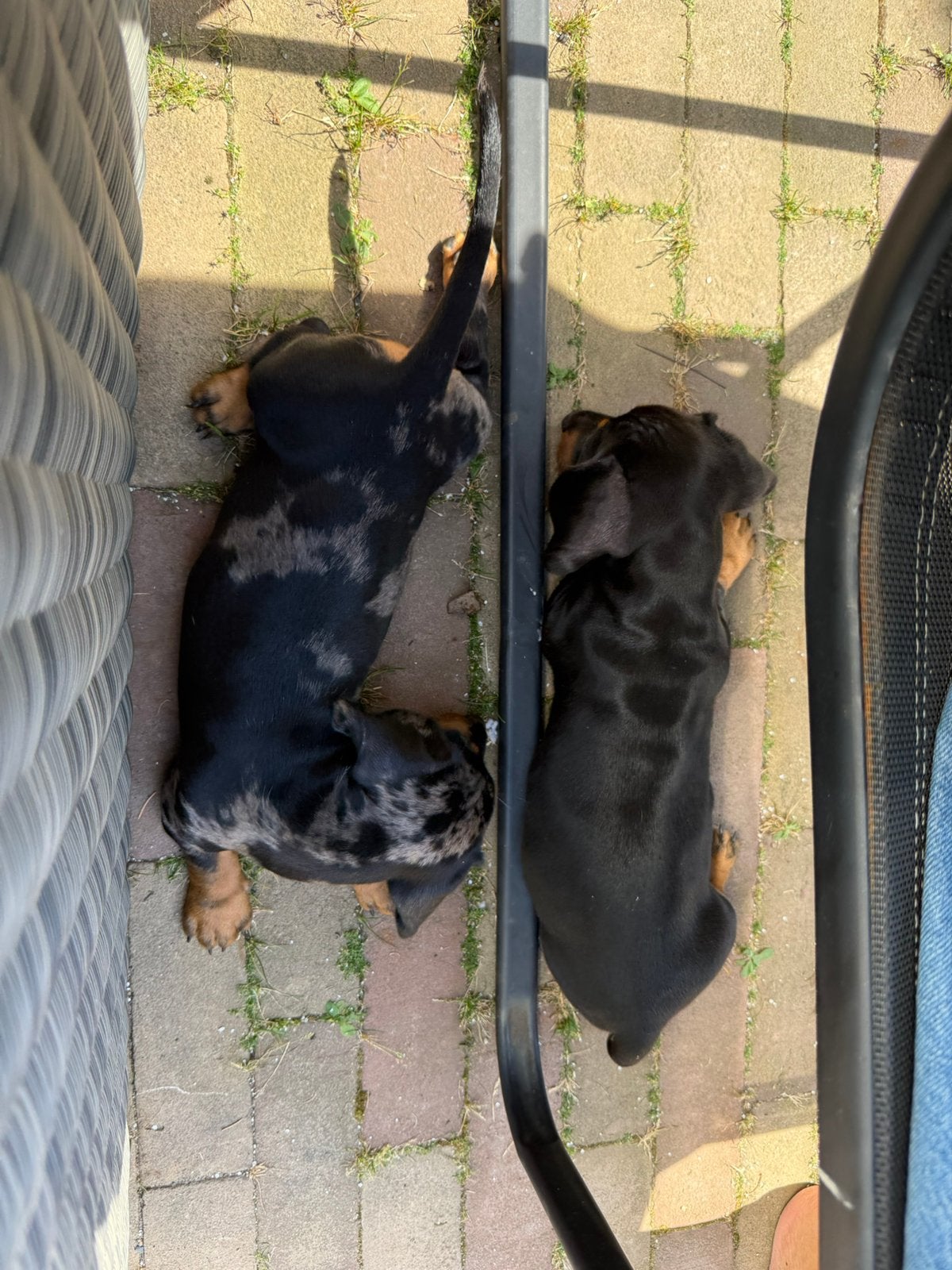 LIEVE TECKEL PUPS MOGEN HET NEST VERLATEN, Dieren en Toebehoren, Standaard, 8 tot 15 weken, Korthaar, Meerdere
