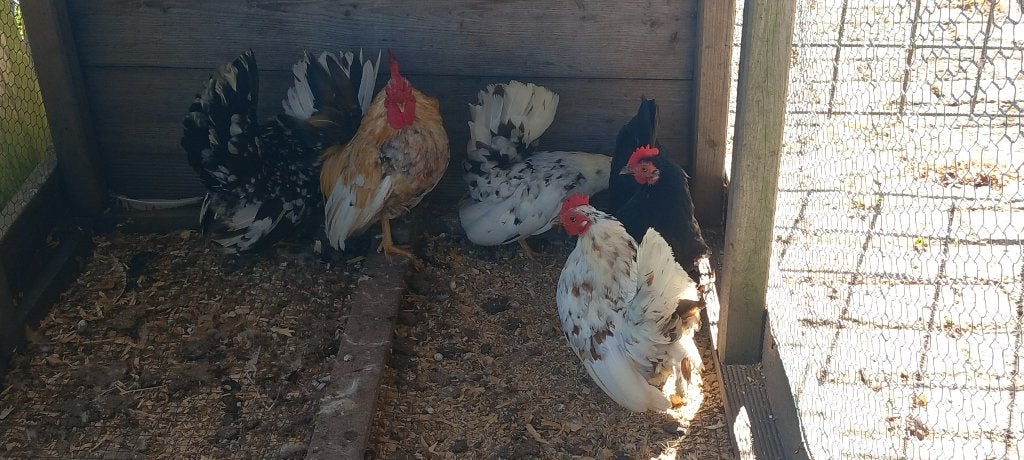 Serama kippen, Dieren en Toebehoren, Vrouwelijk, Kip