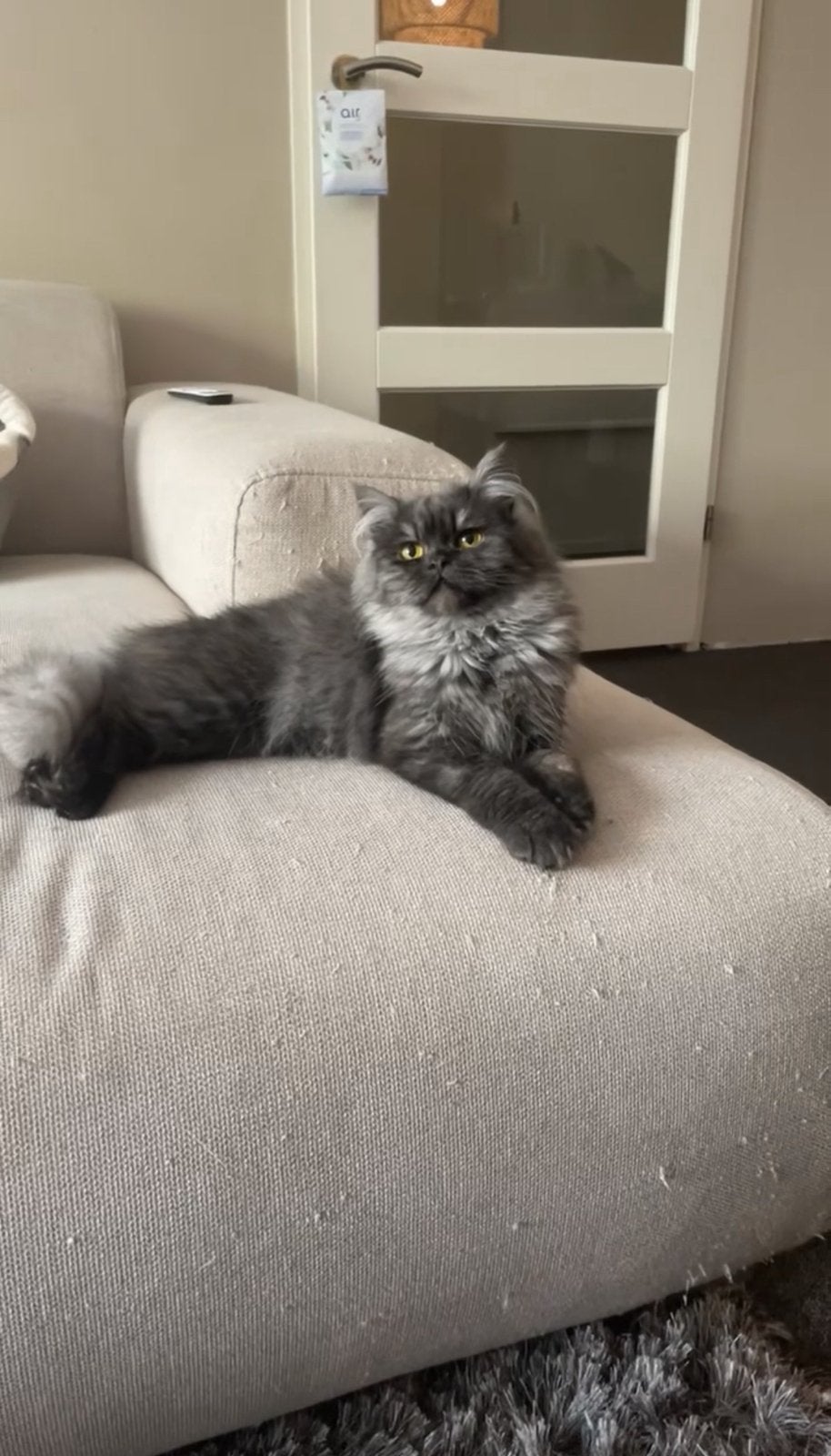 Siberische black smoked poes, Poes, Gechipt, 0 tot 2 jaar