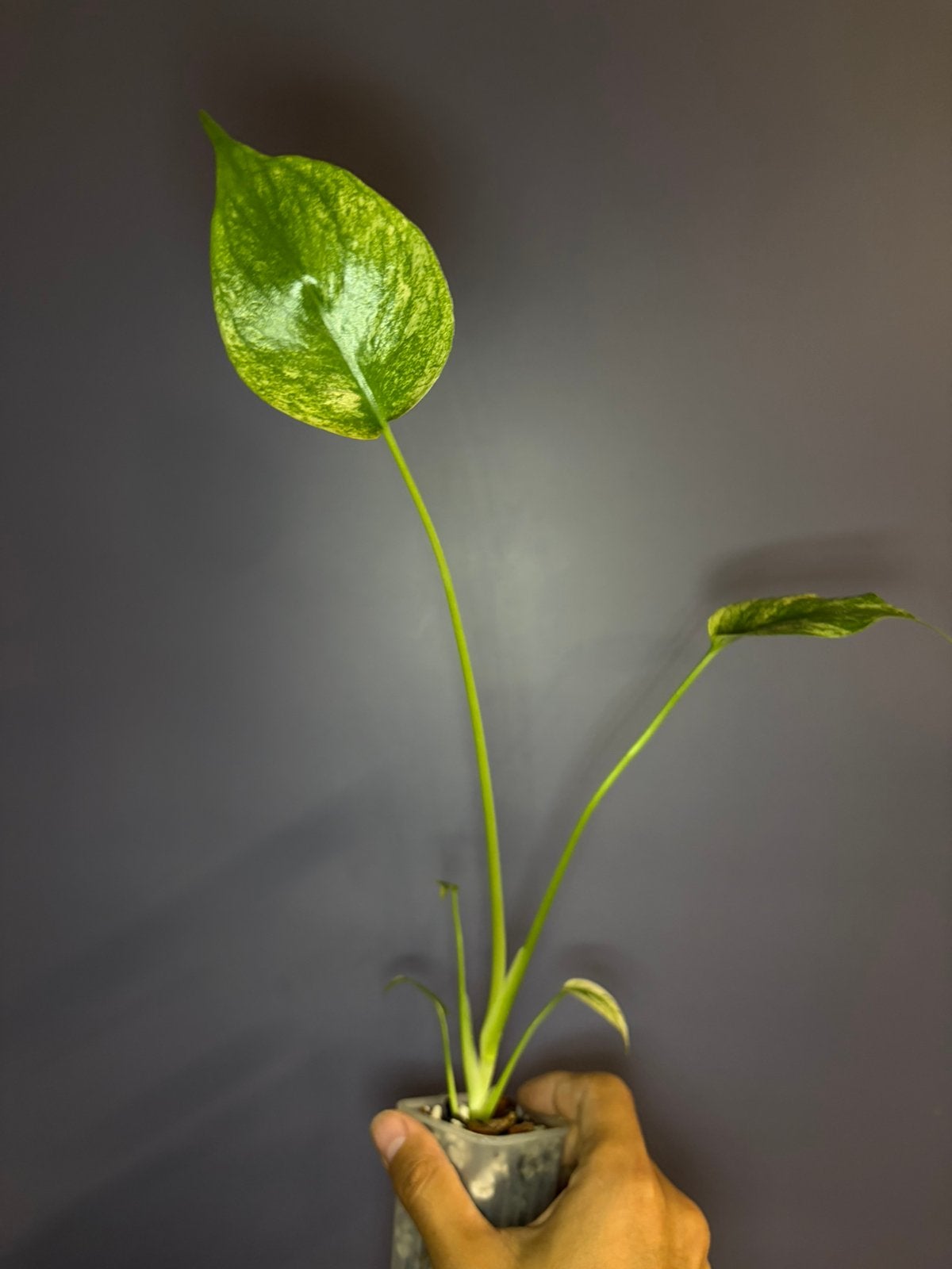 Monstera ‘Mint’, Ophalen of Verzenden