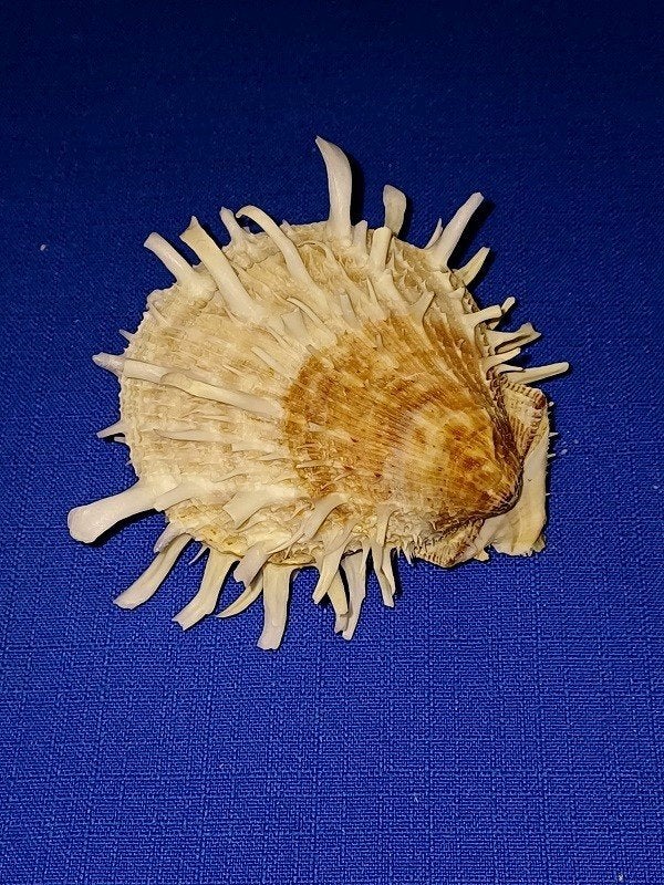 Schelpen, Spondylus varigatus barbatus, Ophalen of Verzenden, Schelp(en)