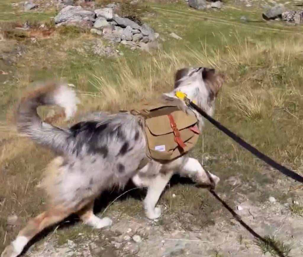 Honden harnas met backpack maat M, Dieren en Toebehoren, Honden-accessoires, Ophalen of Verzenden, Zo goed als nieuw