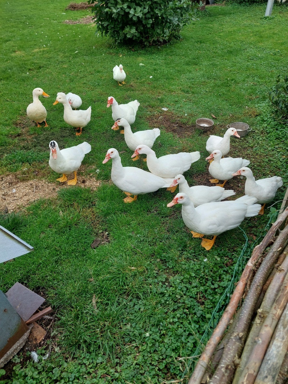 muskuseenden bijna wit zowel woerden als eenden jong, Dieren en Toebehoren, Meerdere dieren, Eend