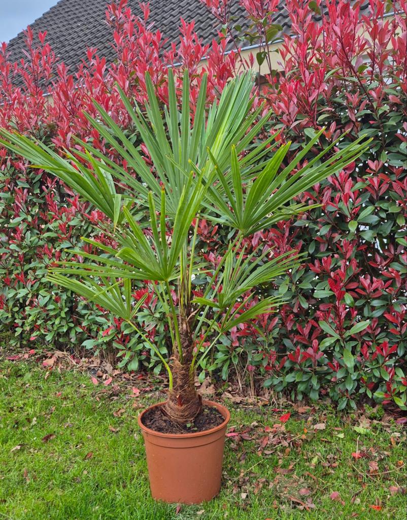 😎🌴👌 Winterharde palmboom palmbomen Trachycarpus Fortunei, Tuin en Terras, Planten | Bomen, Lente, 100 tot 250 cm, Palmboom