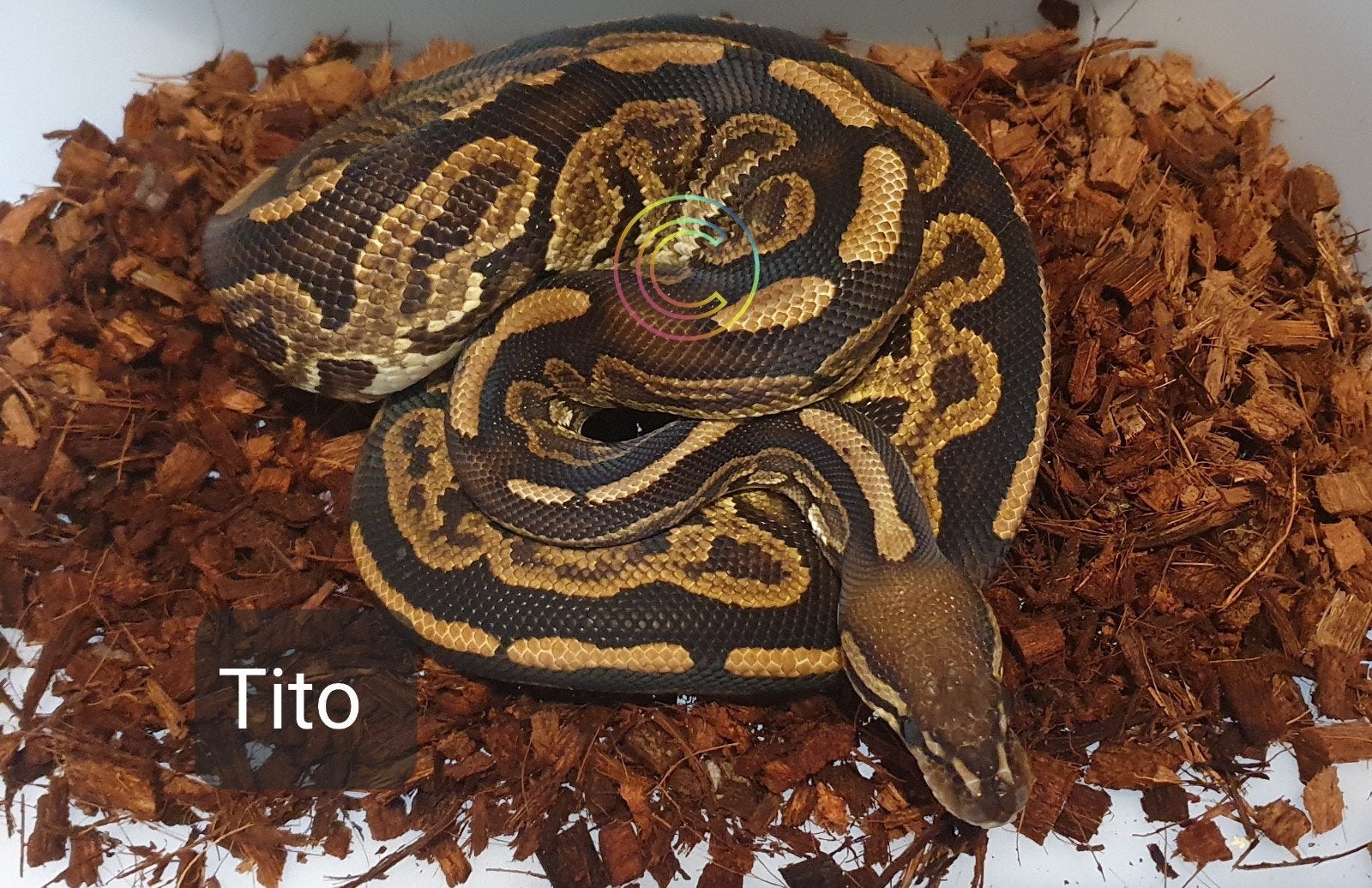 Ball python, python regius, Slang, 0 tot 2 jaar