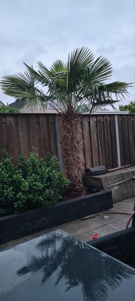 Grote Palmboom (Trachycarpus Fortunei) - 250+ cm, Bloeit niet, 250 tot 400 cm, Palmboom, Ophalen