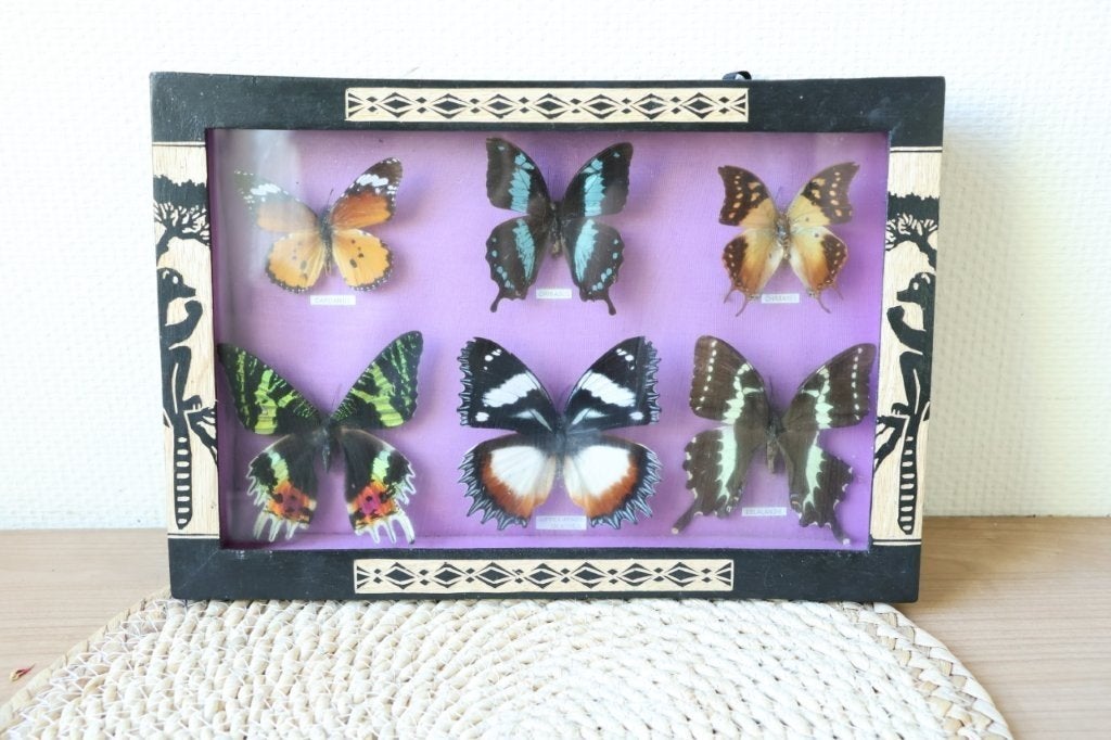 Taxidermie opgezette vlinders, Ophalen of Verzenden, Zo goed als nieuw, Insect, Opgezet dier