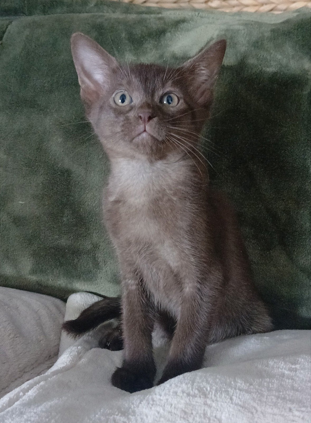 Super mooie abessijn, chausie kittens poesje en katertje., Kater, Met stamboom, 0 tot 2 jaar