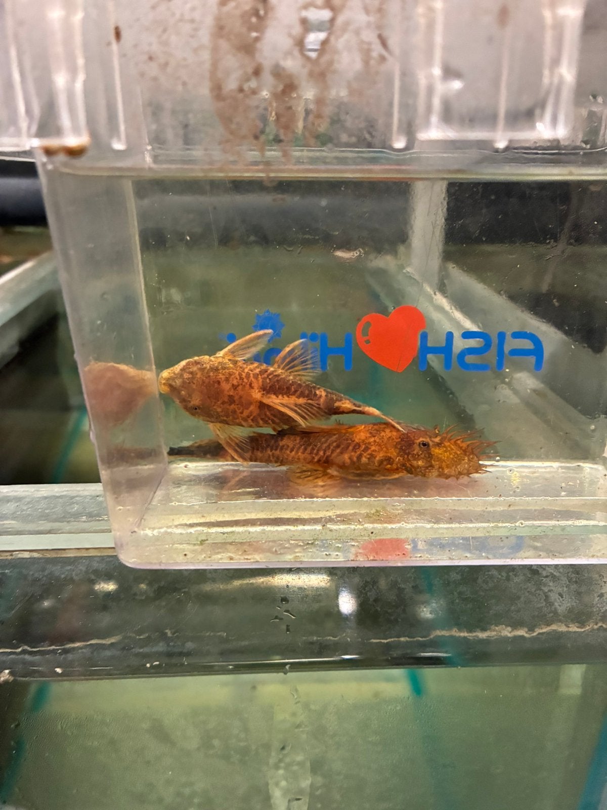 Kweekkoppel LDA16, Dieren en Toebehoren, Vis