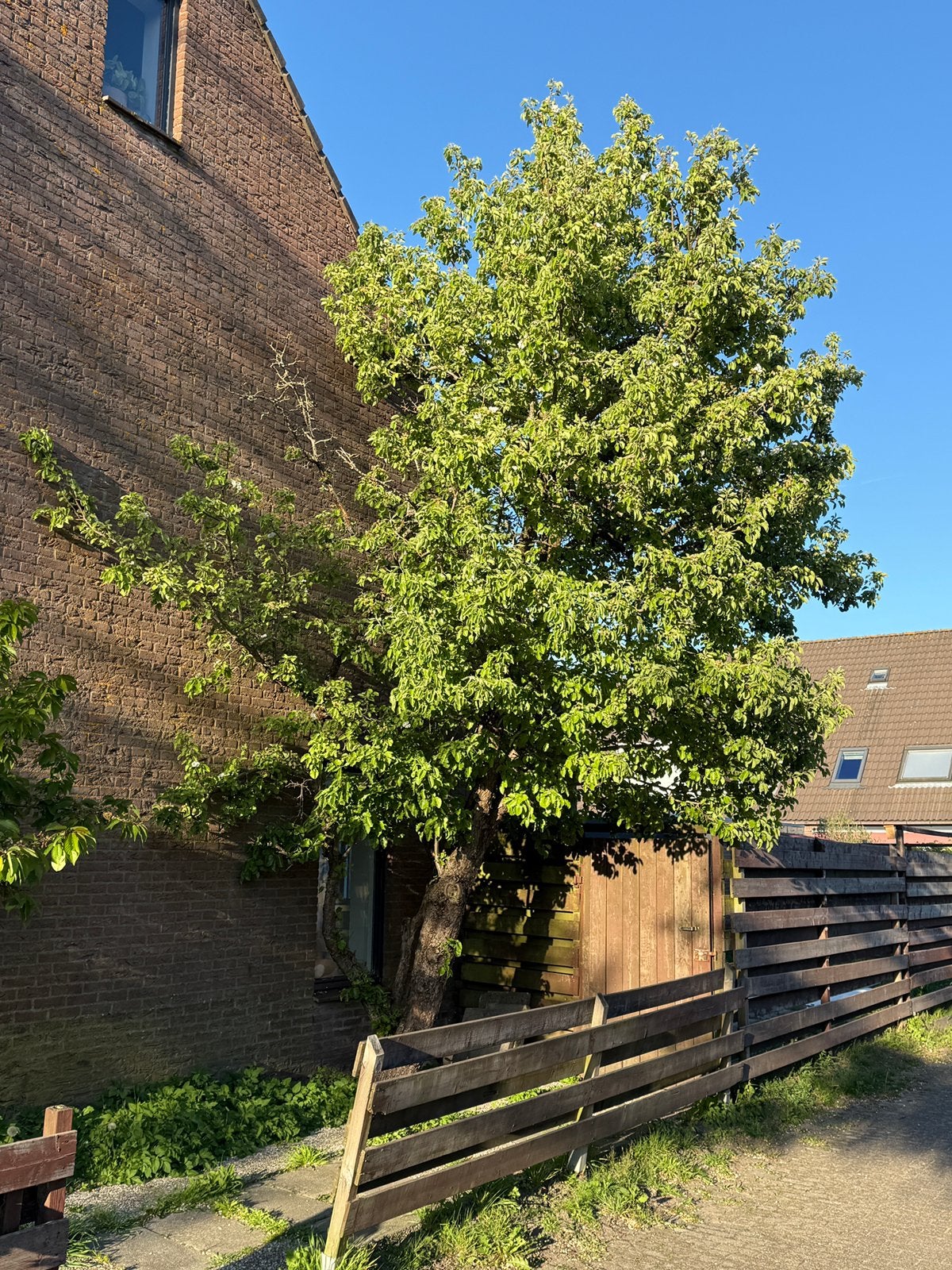 Gratis af te halen: grote oude perenboom, Ophalen, Halfschaduw, Overige soorten, Lente