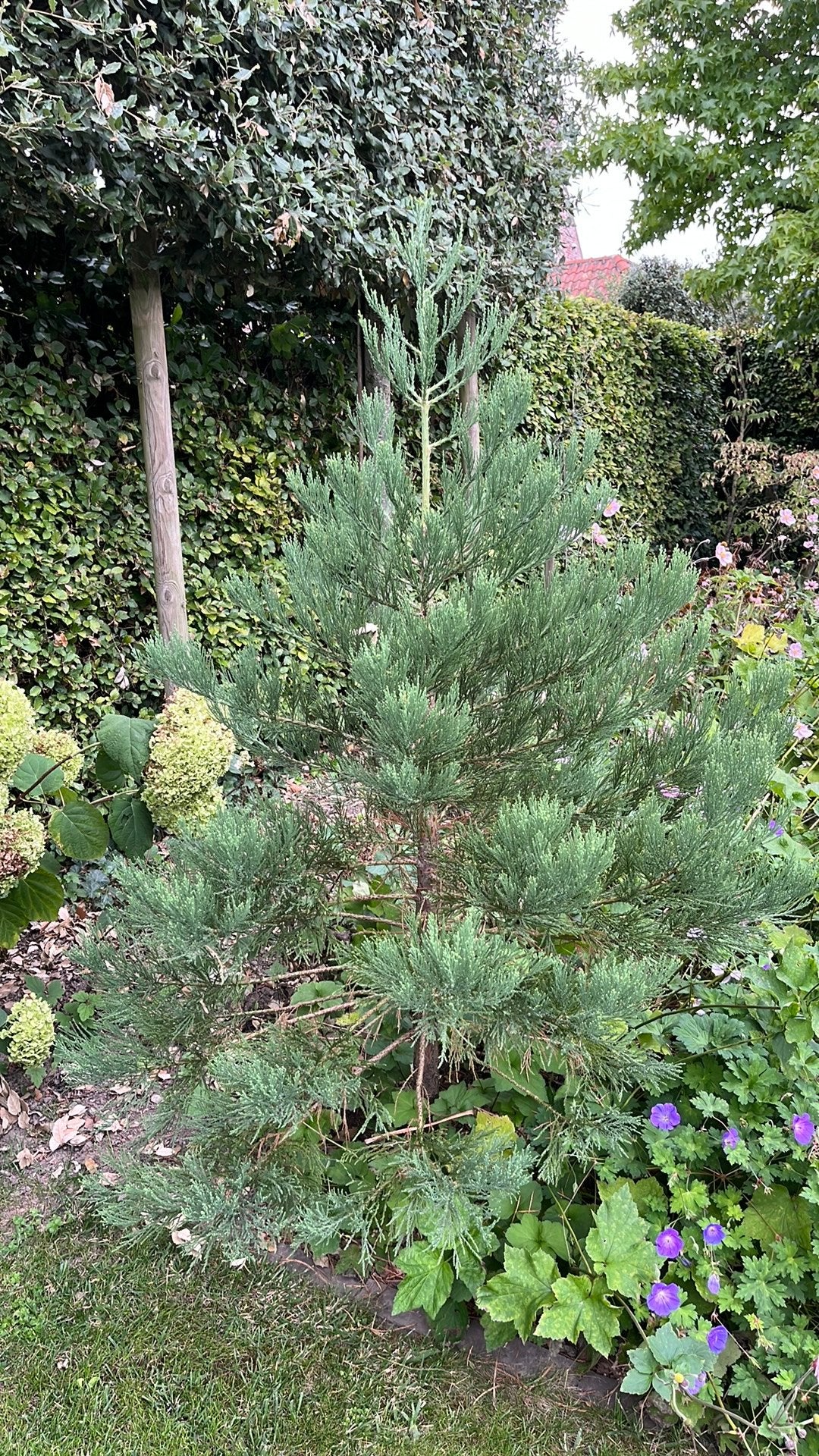 Te koop: Sequoiadendron Giganteum, Ophalen, Bloeit niet, Volle zon, Overige soorten