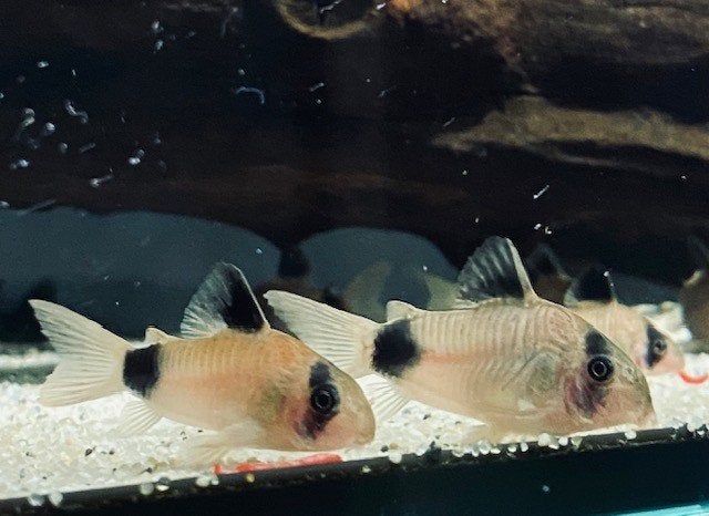 Corydoras (Hoplisoma) Panda – 5 voor €25, Vis, Zoetwatervis, Schoolvis