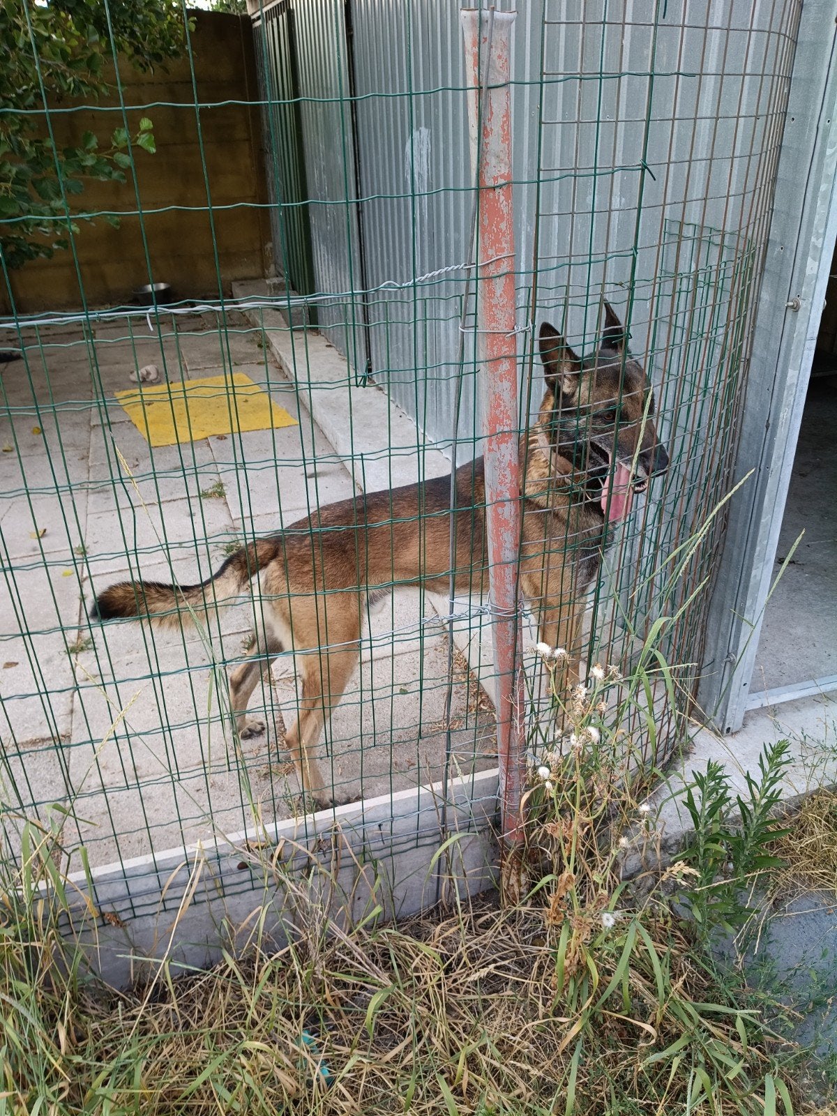 Mechelse herder, Dieren en Toebehoren, Honden | Herdershonden en Veedrijvers, Reu, Eén hond, 3 tot 5 jaar, Herder