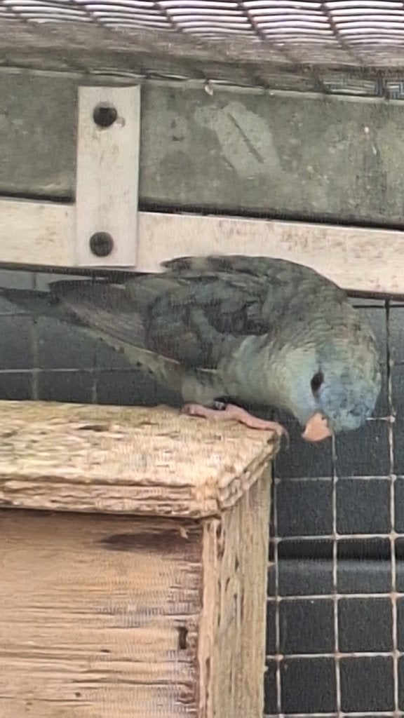 Te koop 2 catharina mannen 2026, de laatste..., Dieren en Toebehoren, Vogels | Parkieten en Papegaaien, Mannelijk, Parkiet, Geringd