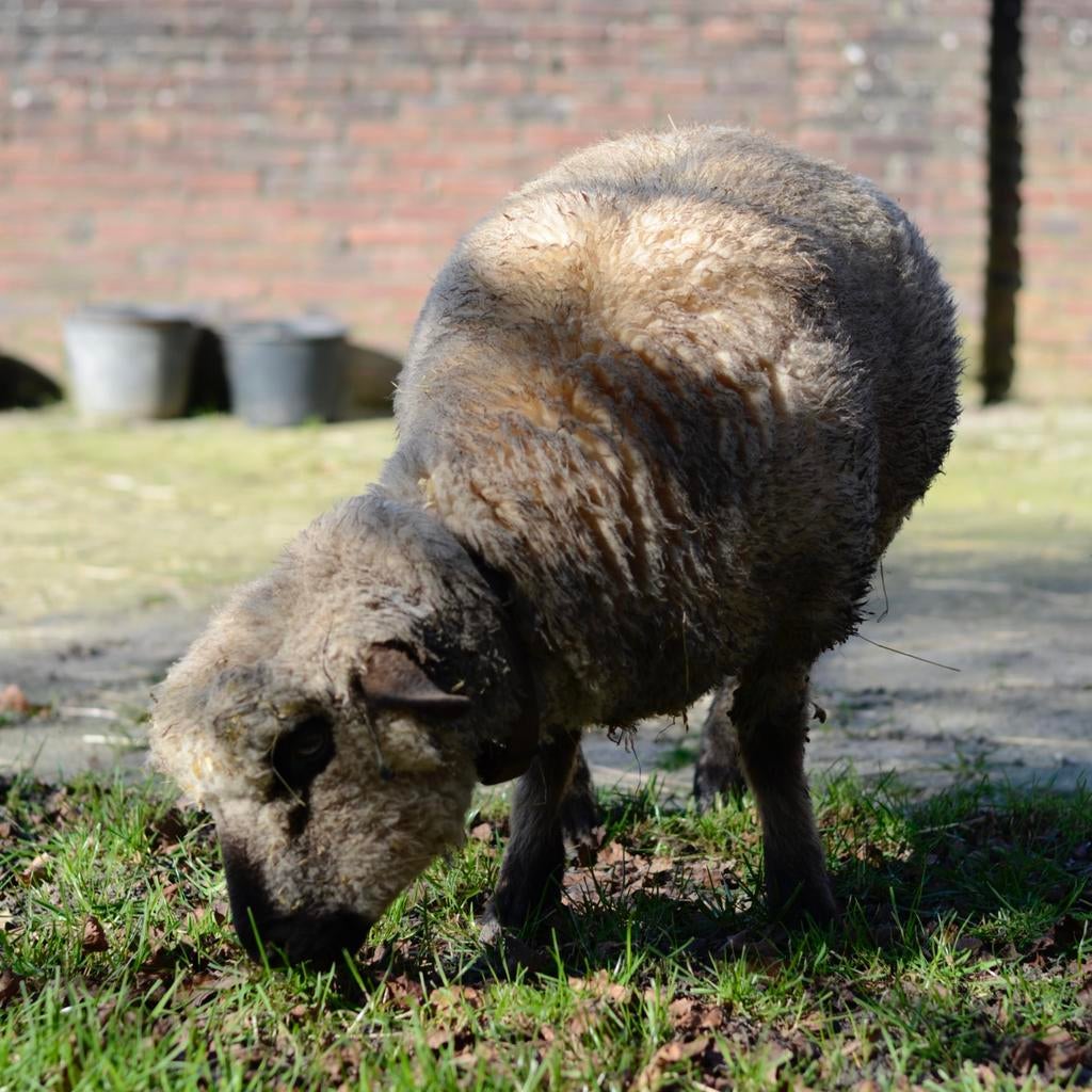Hampshire Down ooi, Dieren en Toebehoren, Schapen, Geiten en Varkens, Vrouwelijk, Schaap