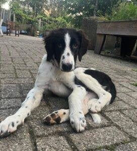 AIN: Bliss, Dieren en Toebehoren, Honden | Niet-rashonden, 15 weken tot 1 jaar, Handelaar, Buitenland, Teef
