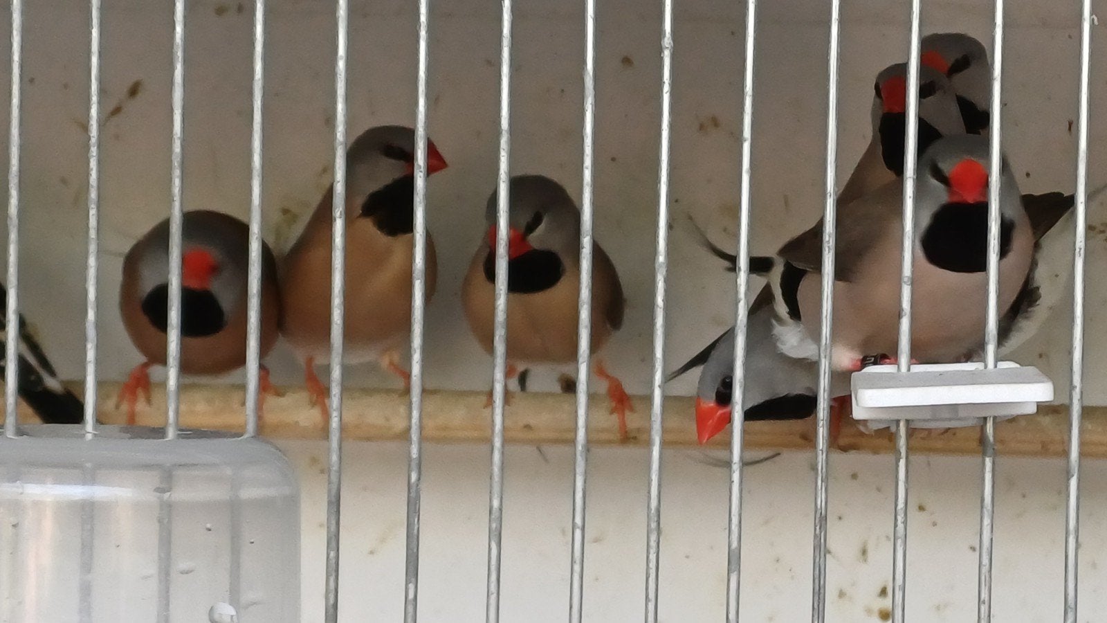 spitsstaart amadines 15 euro per stuk, Dieren en Toebehoren