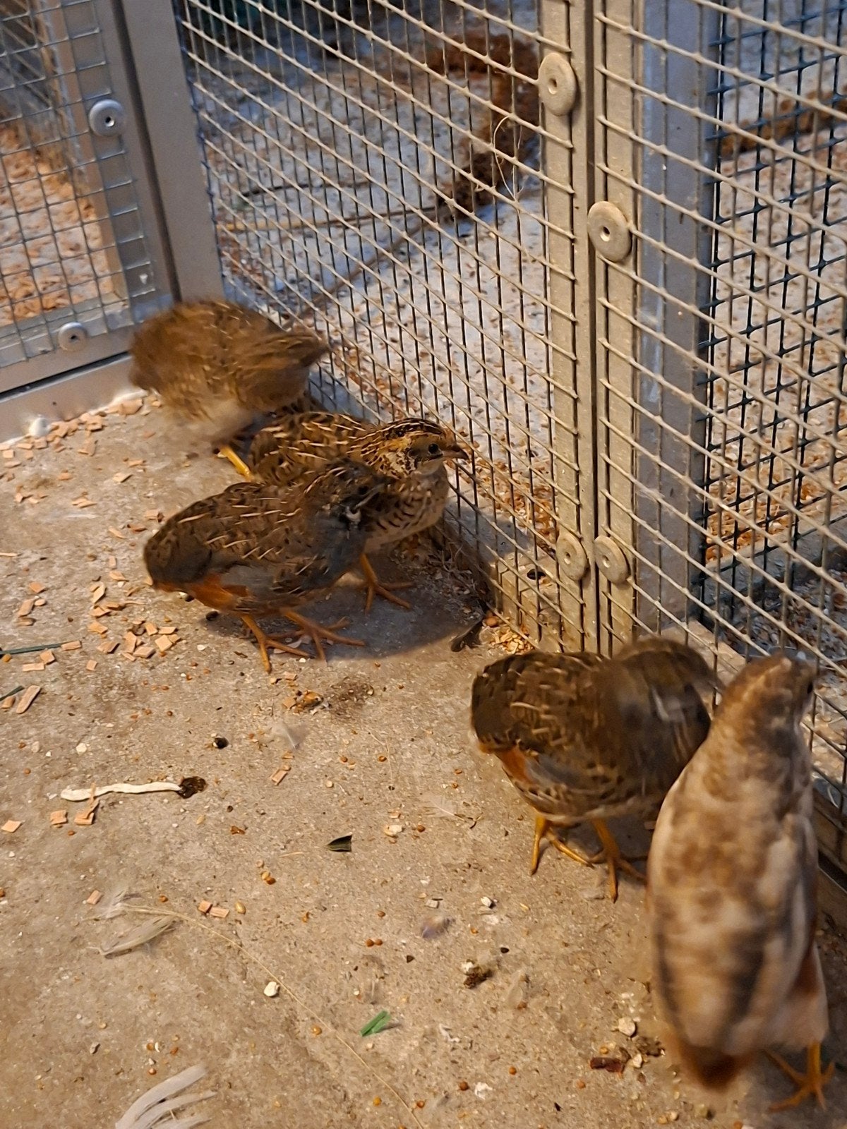 chinese kwartels jongen 2 koppels 100% natuurbroed, Dieren en Toebehoren, Vogels | Overige Vogels, Meerdere dieren