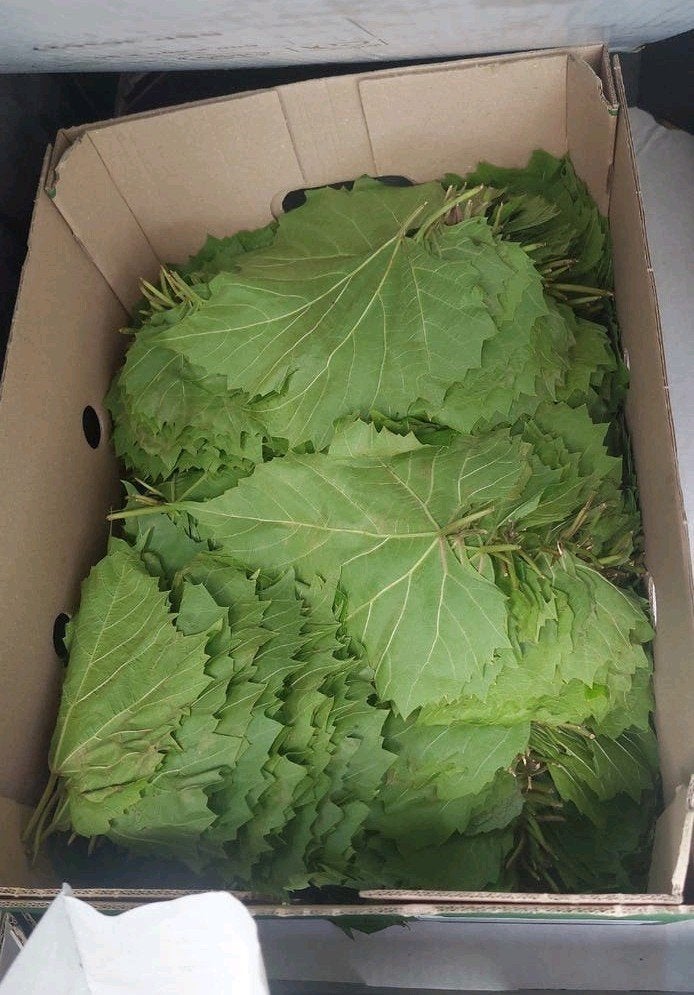 Verse druivenbladeren - Ideaal voor dolma's, Diversen, Levensmiddelen, Ophalen of Verzenden