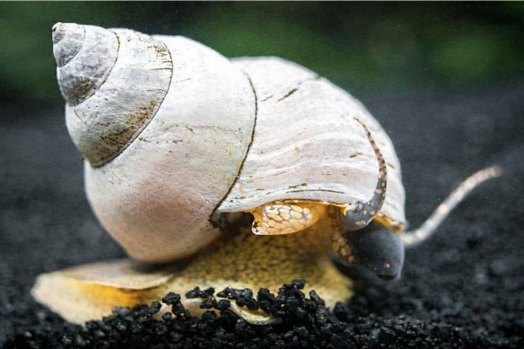 White Wizard Slak (Filopaludina martensi), Slak of Weekdier