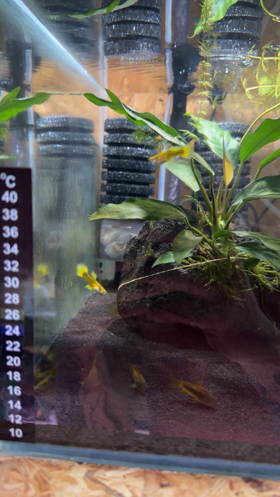 Raszuivere Golden Guppen!!, Dieren en Toebehoren, Vissen | Aquariumvissen, Vis