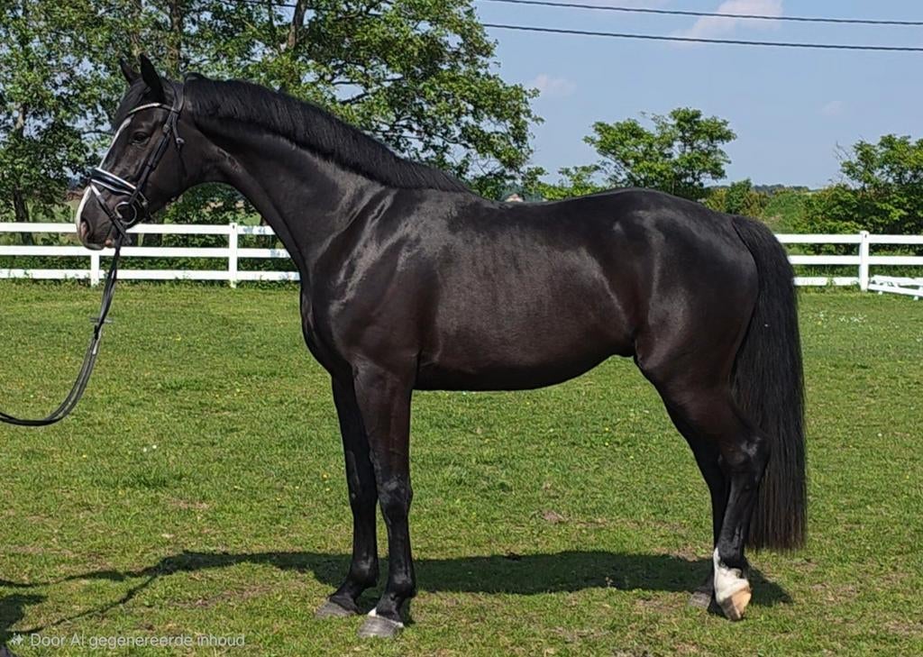 Bloed mooi top braaf en top gezond, Dieren en Toebehoren, Paarden