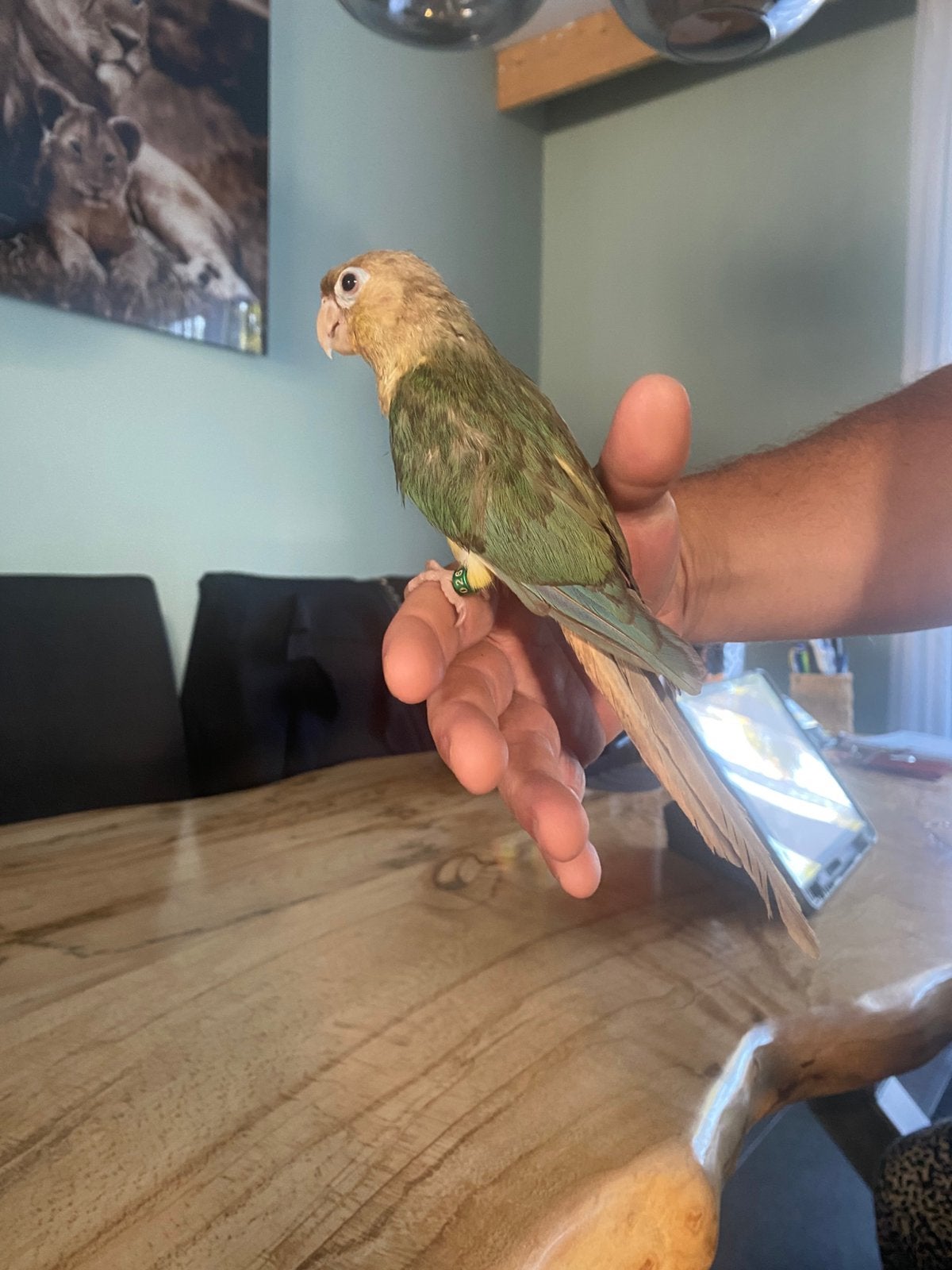 Mega tamme pyrrhura, Dieren en Toebehoren, Vogels | Parkieten en Papegaaien, Geslacht onbekend, Papegaai