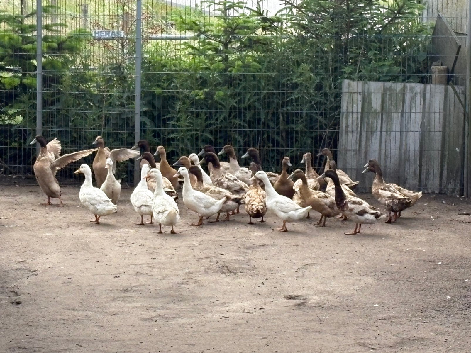 Khaki Cambell alleen van de week 2.5 per stuk.., Meerdere dieren