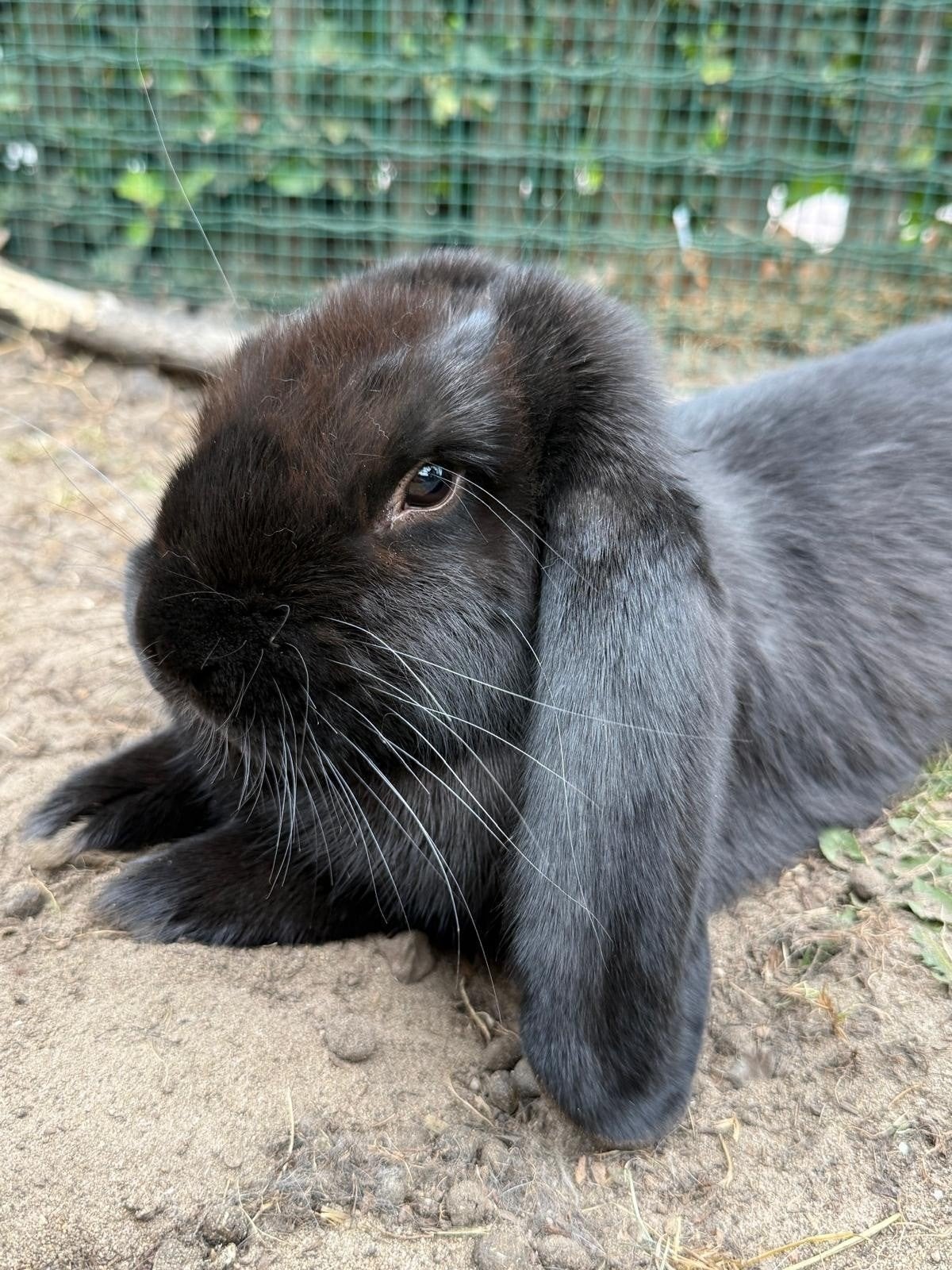 Franse hangoor ram geboren 15-04-2026, Dieren en Toebehoren, Mannelijk, Groot, Hangoor, 0 tot 2 jaar