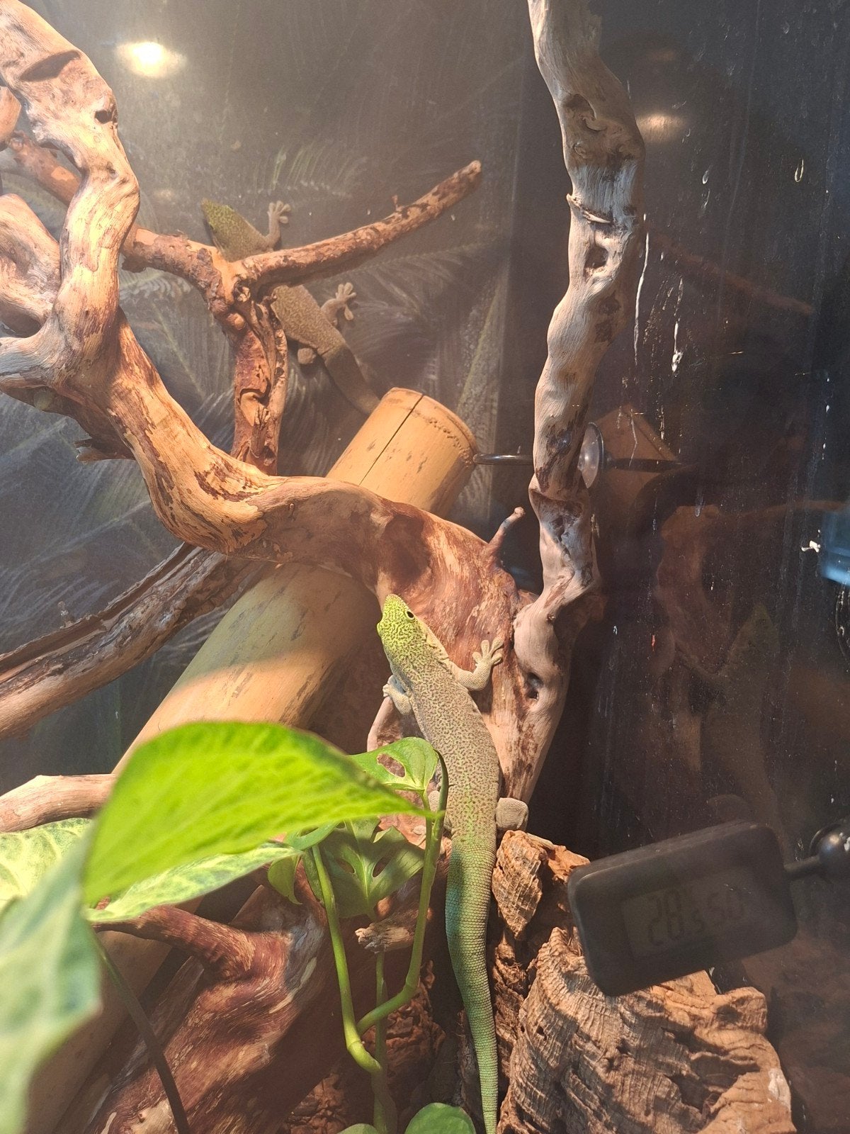 Gekko Phelsuma Standingi koppel, Dieren en Toebehoren, Reptielen en Amfibieën, Hagedis, 3 tot 6 jaar