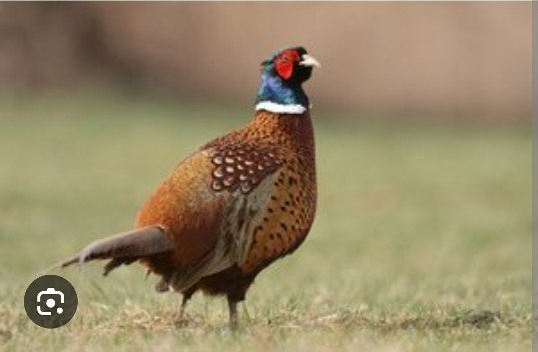 Bosfazant hanen, Dieren en Toebehoren, Mannelijk, Overige soorten