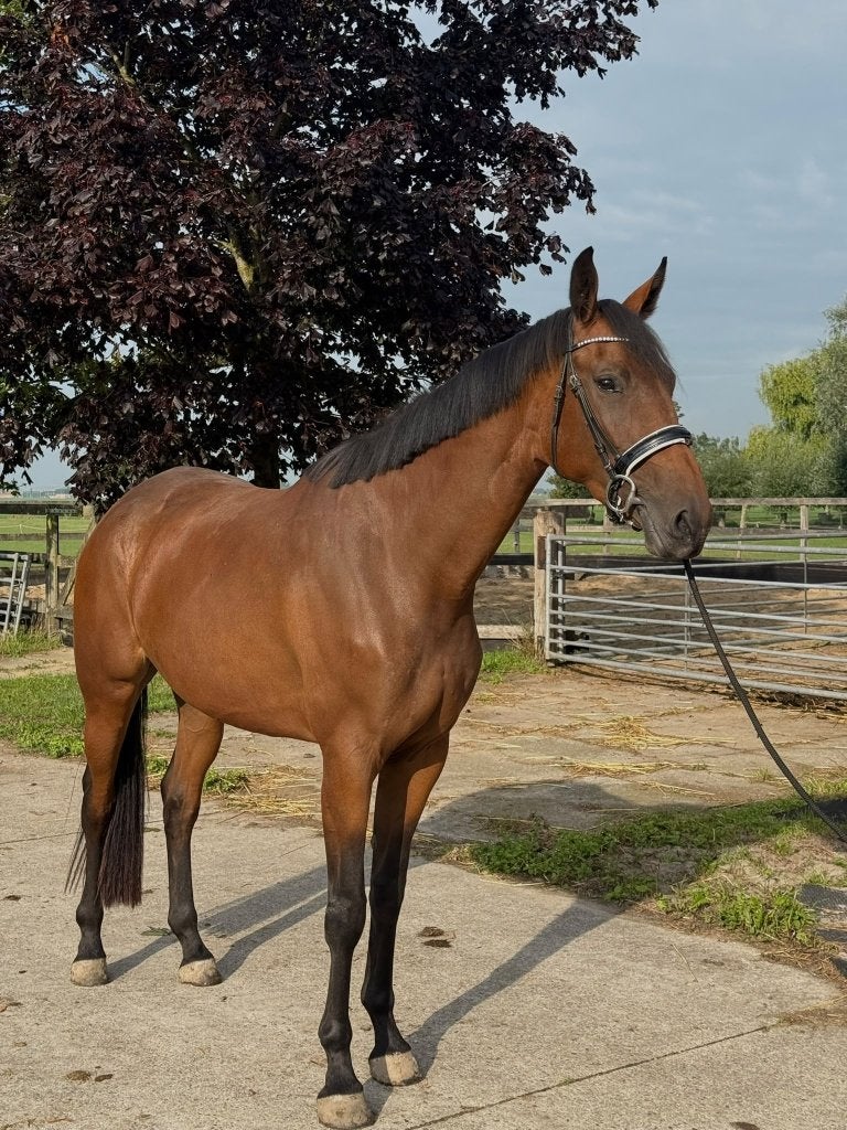 Diverse paarden te koop i.v.m. verhuizing, Dieren en Toebehoren, Met stamboom, Niet van toepassing, Dressuurpaard, Meerdere dieren