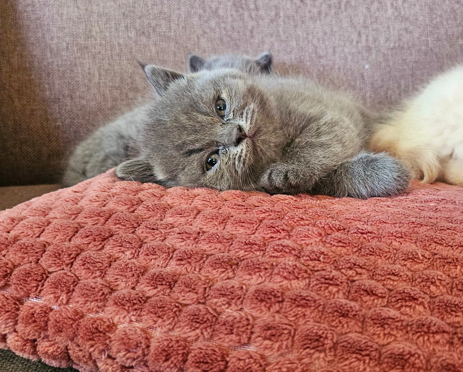 Fijn huisje gezocht voor deze 2 Britse Korthaar kittens, Kater