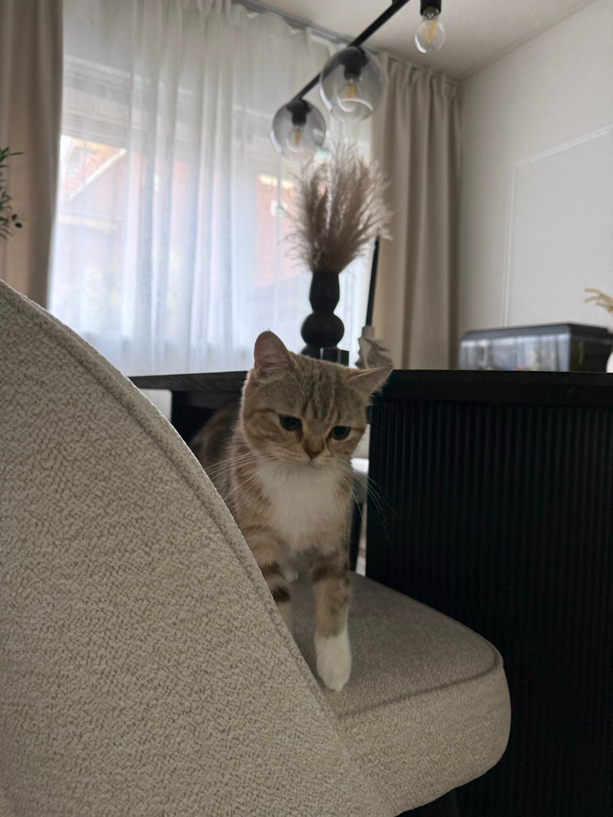 Lieve Britse korthaar poes te koop 😻, Poes, 0 tot 2 jaar