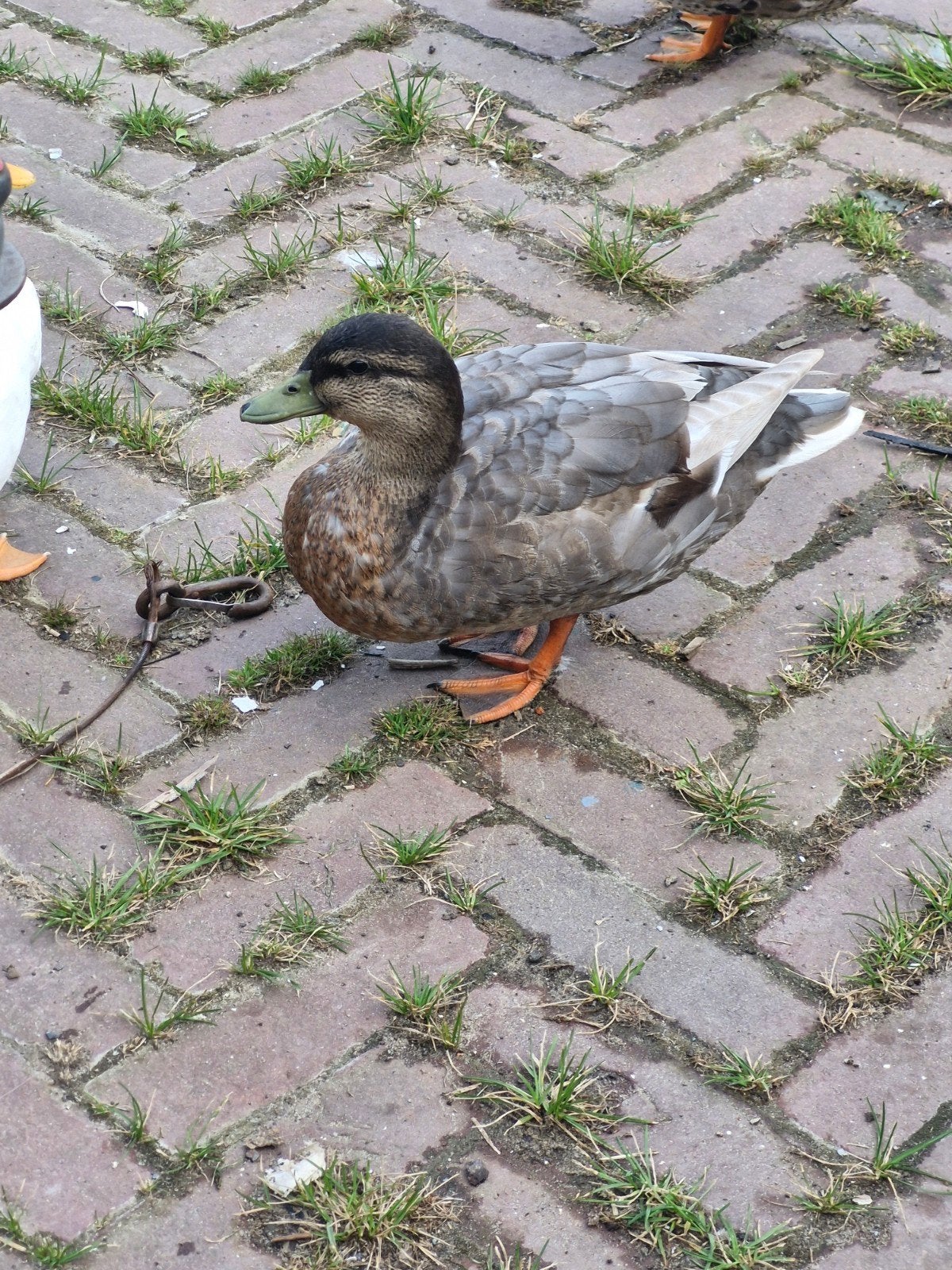 Kwaker koppel, Meerdere dieren, Tam
