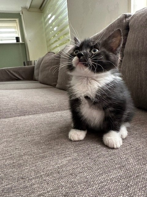 Aanhankelijke kittens - Britse kort x Brits-EU korthaar, Dieren en Toebehoren, Meerdere dieren, Ontwormd, 0 tot 2 jaar
