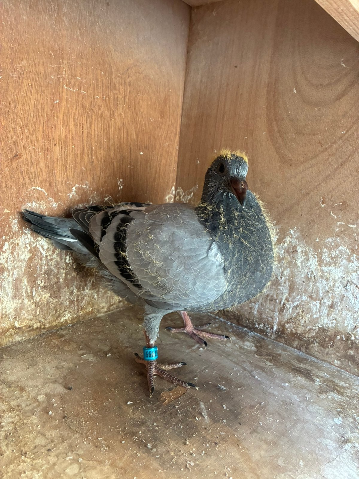 Postduiven Batenburg vd Merwe, Meerdere dieren, Postduif