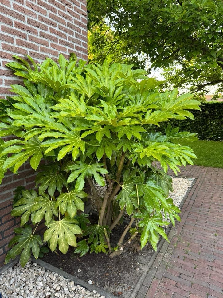 Grote Vingerplanten (Fatsia japonica) - Prachtige Blikvanger, Overige soorten, Vaste plant, Ophalen of Verzenden, Halfschaduw