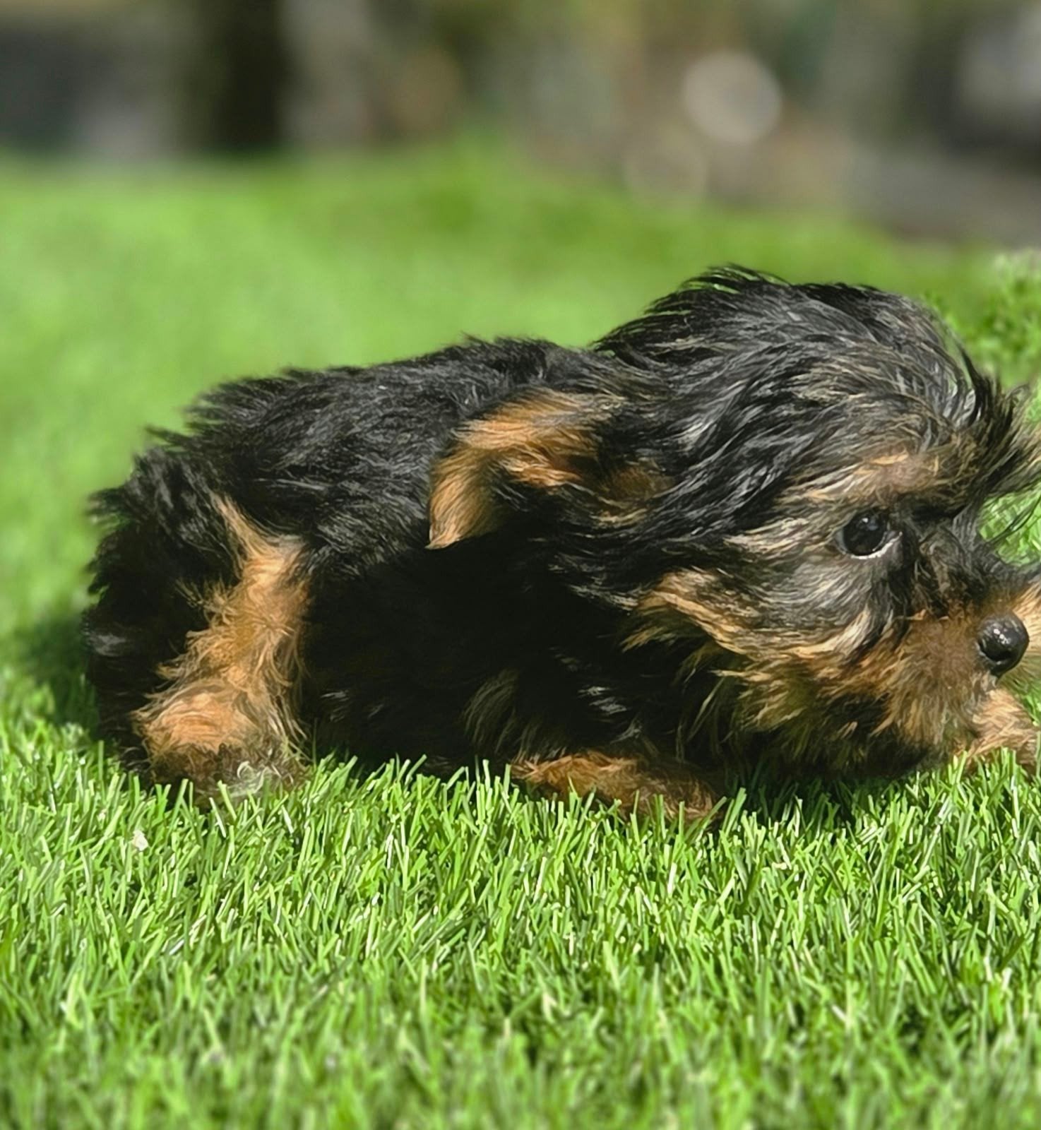 Te mooie kleine Yorkshire Terriër pup, Dieren en Toebehoren, Nederland, Reu, 8 tot 15 weken, Eén hond